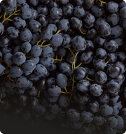 Resveratrol